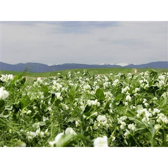 Lynx Winter Pea Seed - 20 Lbs.