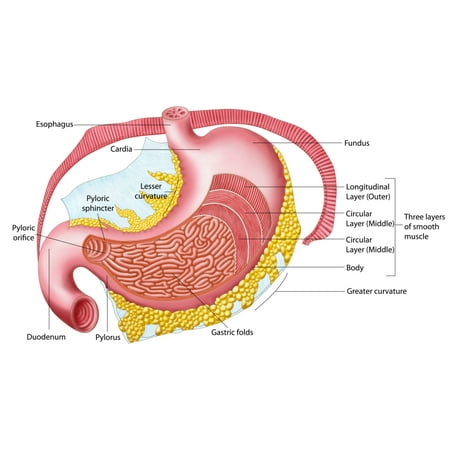 Anatomy of the human stomach Poster Print (36 x 21) - Walmart.com