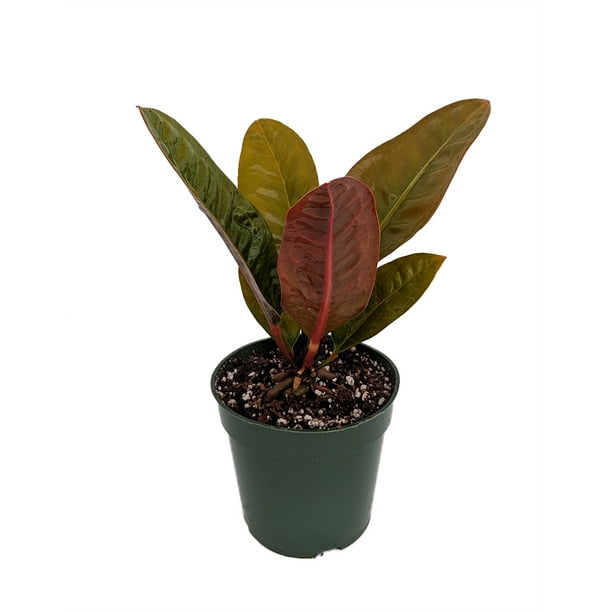 Bird S Nest Anthurium Superbum Easy To Grow 4 Pot Collector S Series Walmart Com