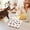 White, variant on UttpKLBx Gray Interactive Cat Toy Box with Digging Maze & 3 Balls, Pet Puzzle for Indoor Cats, Reduce Boredom & Anxiety, Mental Stimulation Toy for Kittens and Small Dogs