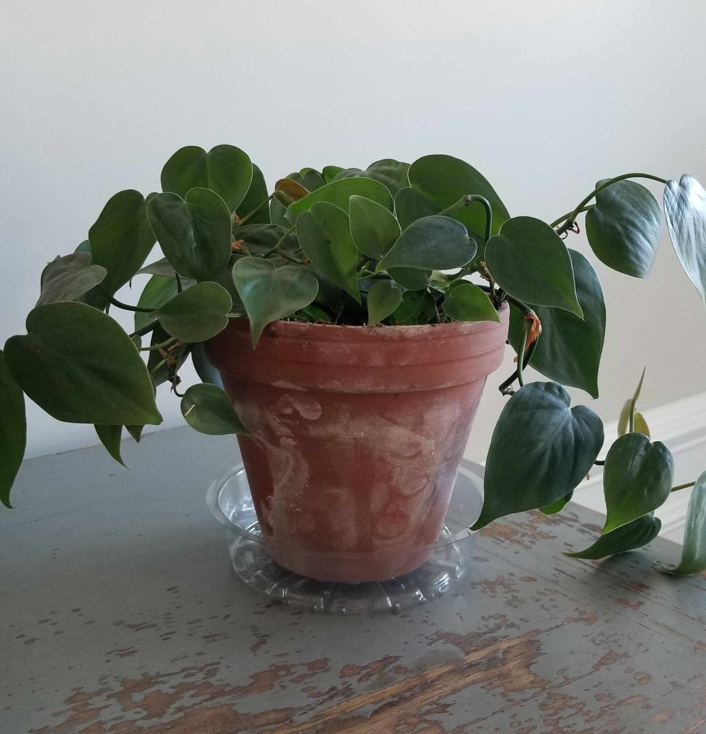 Mainstays Saucer 6 Inch Clear Plastic Round Plant Saucer