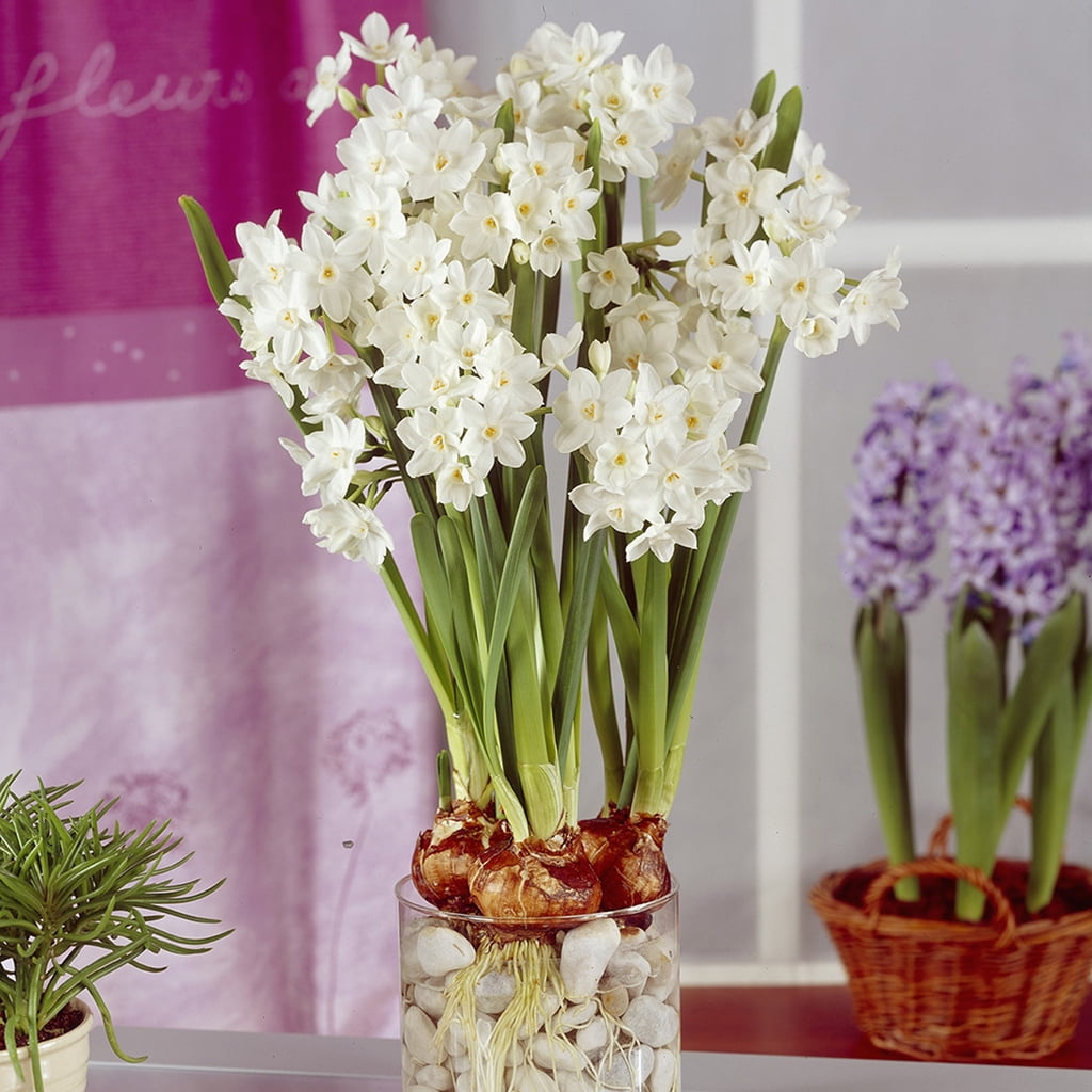 Van Zyverden Amaryllis & Paperwhite Indoor Garden 13 Bulbs Red Part Sun