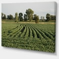 thumbnail image 2 of Wisconsin Soybean Field Rows - Landscape Canvas Art Print, 2 of 4