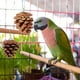 thumbnail image 5 of 10 piezas de piñas naturales para masticar loros, accesorios para jaulas de pájaros, juguete para la dentición de loros, juguete para morder en jaulas de pájaros para pájaros pequeños y medianos, 5 of 7