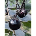 thumbnail image 2 of 50 Kamo Eggplant Seeds for Planting - Round Black Eggplant is Ornamental and Healthy, 2 of 3