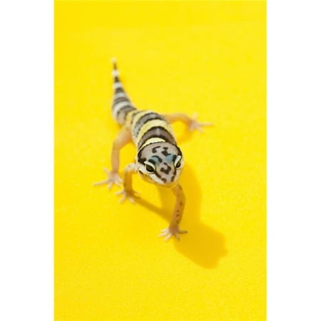 Baby Leopard Gecko Poster Print, Large - 22 x 34
