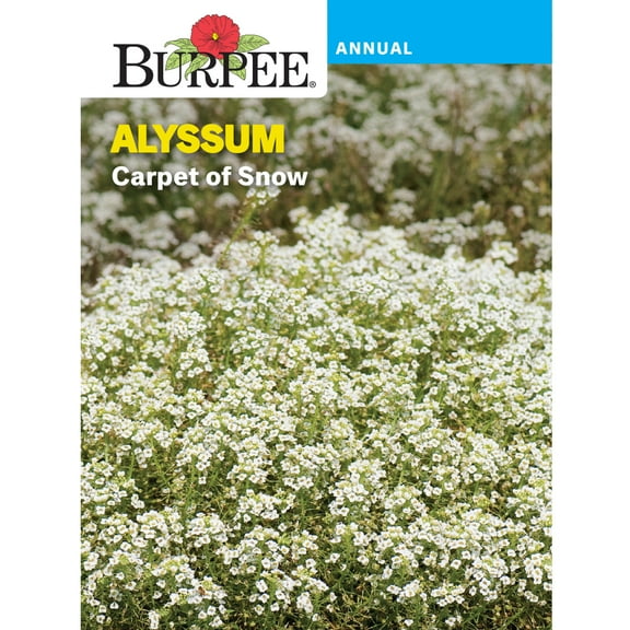 Burpee Carpet of Snow Alyssum Annual Heirloom Seed, 1-Pack, Full Sun