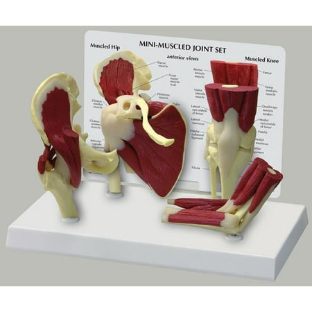- Mini-Muscled Bone Joint Anatomical Model Set