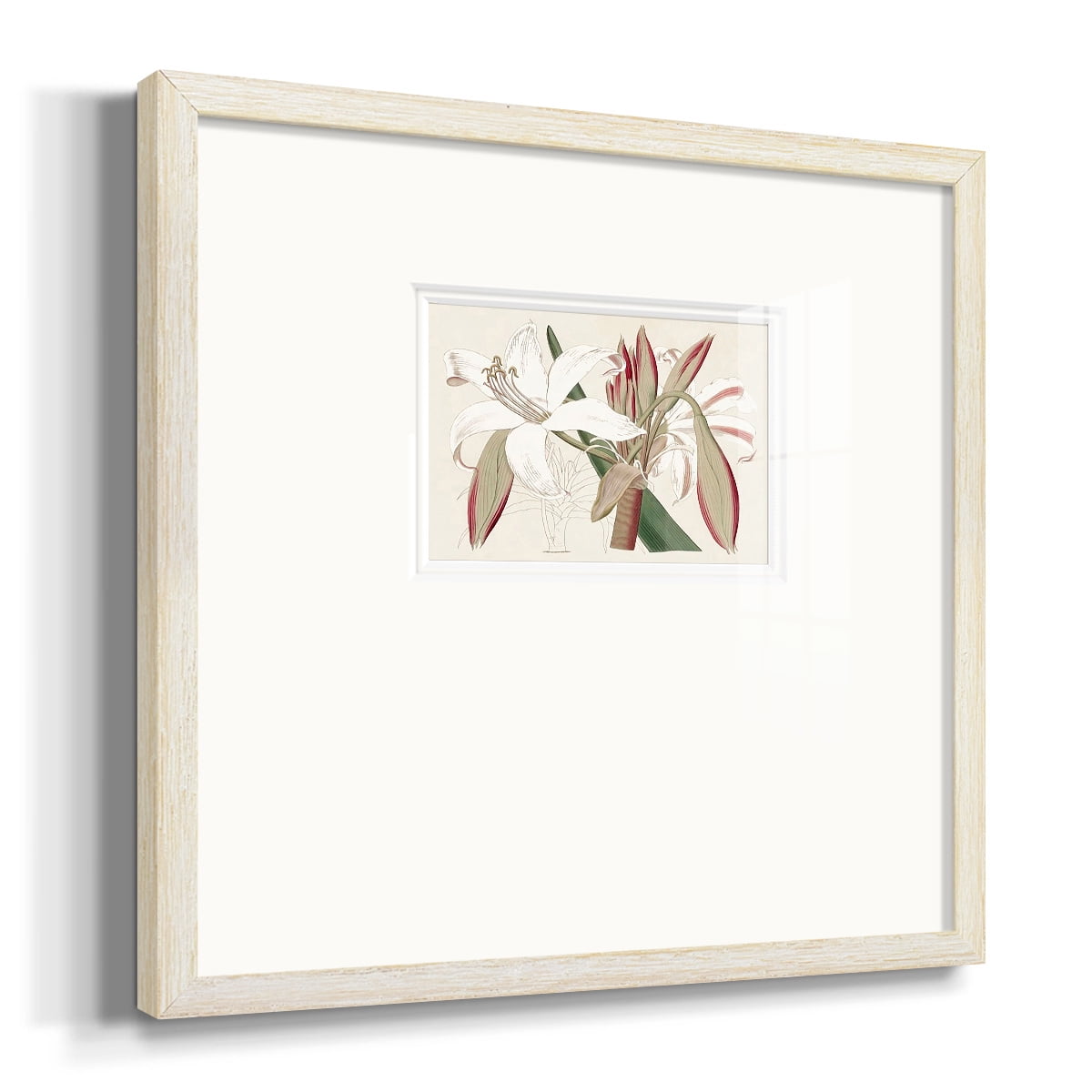 Amaryllis Varietals IIPremium Framed Print