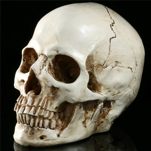 Realistic Retro Human Skull Replica Resin Model Medical Art Teach Size 1:1 