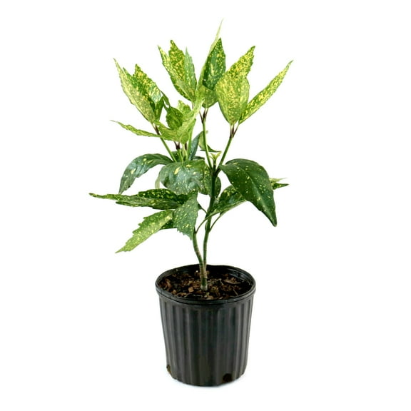National Plant Network 1 gal. Acuba Gold Dust Live Plant