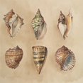 thumbnail image 2 of Loreth, Lanie 15x15 White Modern Wood Framed Museum Art Print Titled - Seashells II, 2 of 4