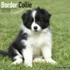 Border Collie Puppies Calendar 2018 - Dog Breed Calendar - Wall Calendar 2017-2018