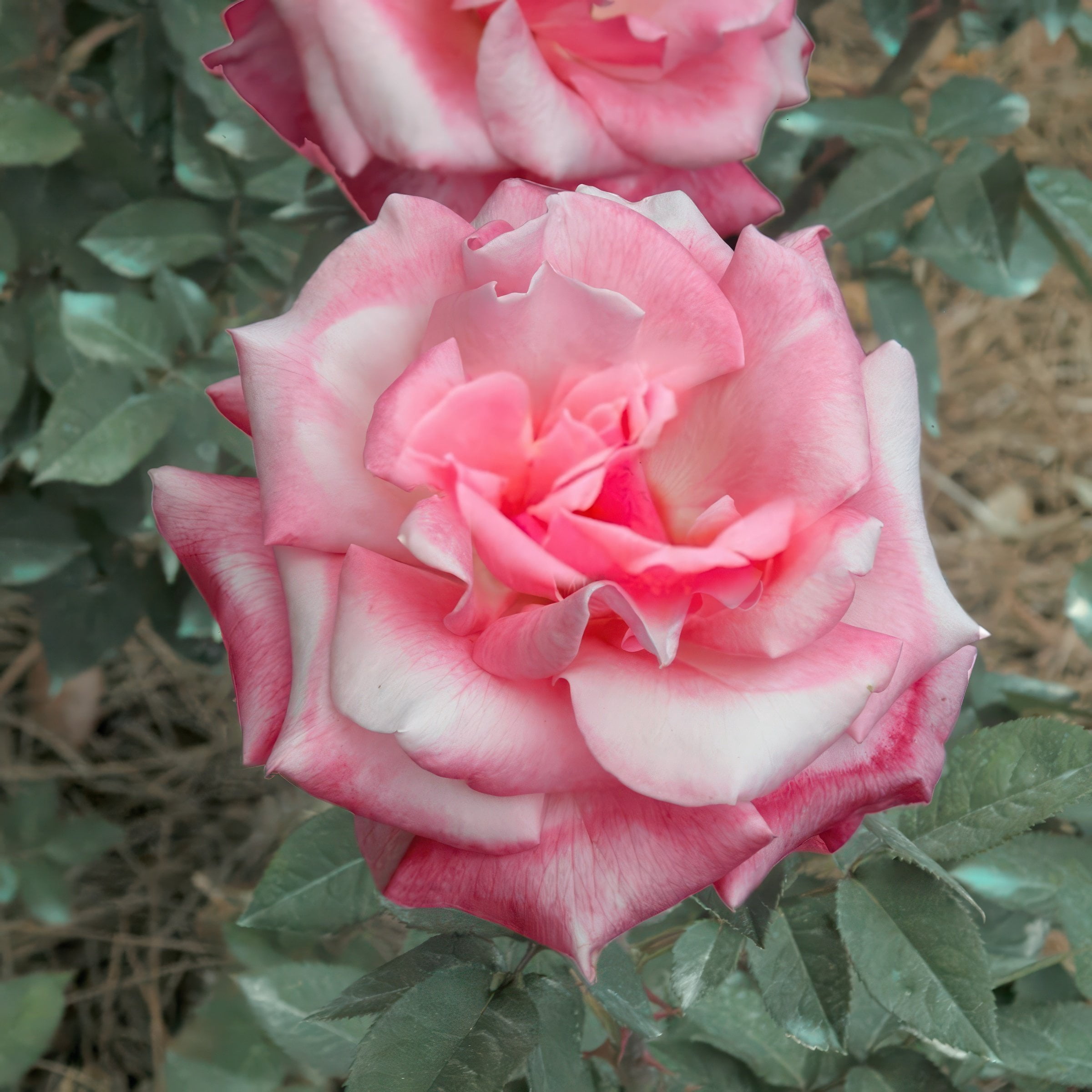 National Plant Network Bare Root First Prize Rose (5-Pack)