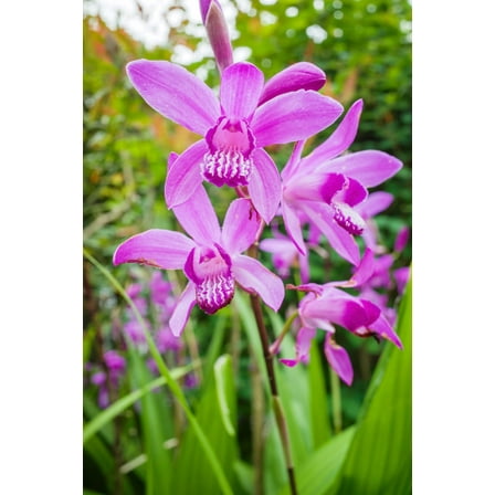 50 Hardy CHINESE GROUND ORCHID Bletilla Striata Purple Flower Seeds