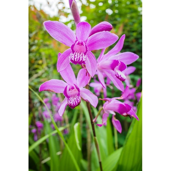 50 Hardy CHINESE GROUND ORCHID Bletilla Striata Purple Flower Seeds