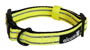 neon yellow dog collar