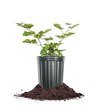 Perfect Plants Chester Blackberry 1 Gallon