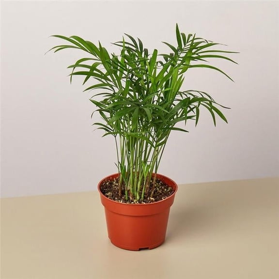 House Plants 4" Parlor Palm Live Plants in 4" Pot