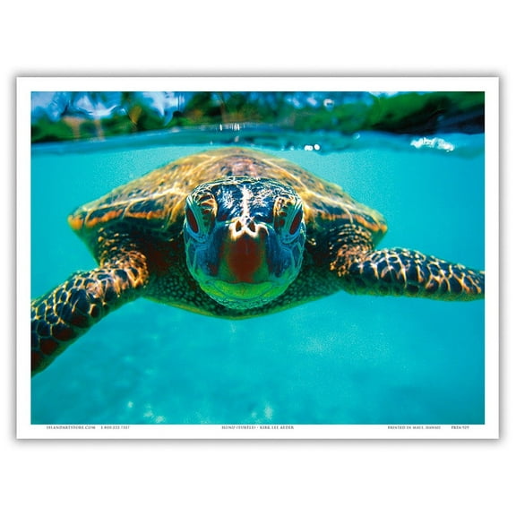 Hawaiian Sea Turtle (Honu) - From an Original Color Photograph by Kirk Lee Aeder - Master Art Print (Unframed) 9in x 12in