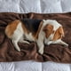 thumbnail image 1 of Manta de lana de cordero para mascotas, tamaño grande (40 x 30 cm), acolchada, impermeable y resistente a las mordeduras para mayor comodidad, ideal para perreras, jaulas y camas para perros, 1 of 8