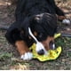 thumbnail image 5 of SmartPetLove Snuggle Puppy Tender-Tuffs Juguete para perros de tira y afloja – Rayo amarillo extra grande con chirriador resistente a pinchazos, 5 of 8