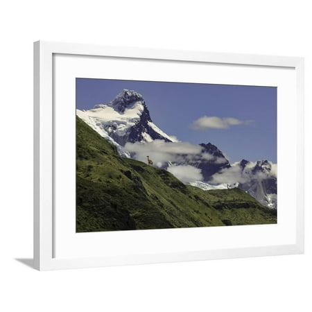 Guanaco on steep slope, Torres del Paine National Park, Chile, Patagonia, Patagonia Framed Print Wall Art By Adam (Best Delivery Park Slope)