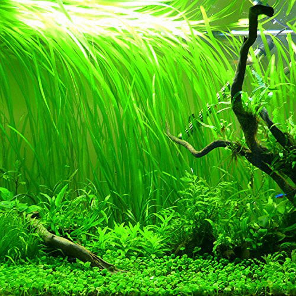 3 Vallisneria Italian Bunches - Beginner Tropical Live Aquarium Plant