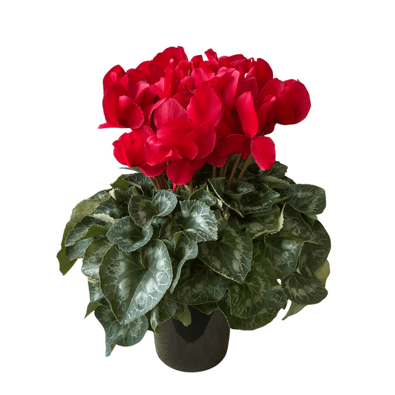 Red Cyclamen Plant, Easy Care Houseplant, Cyclamen Plant Live for Indoor Outdoor Growing, 4 Inches Pot