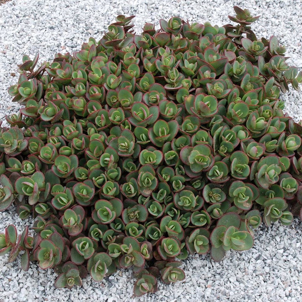 SunSparkler® Lime Zinger Sedum Stonecrop Loves the Sun Quart Pot