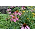 thumbnail image 5 of 3 Echinacea Magnus Coneflower 4" Pot---Live Potted Plant, 5 of 5