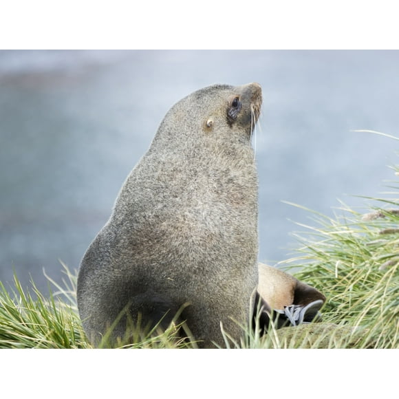 Antarctic Fur Seal (Arctocephalus gazella). Bull in typical Tussock Grass habitat. Poster Print by Martin Zwick (24 x 36)