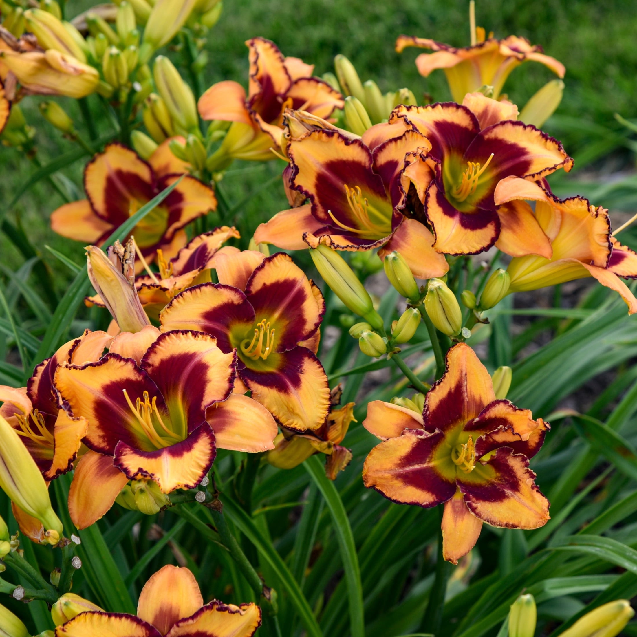 Proven Winners 6" Yellow Rainbow Rhythm 'Blazing Glory' Daylily Live Plant in 6.5" Pot