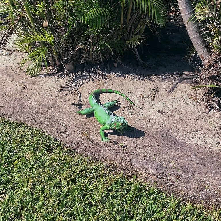 Lizard Prop Green Animal Kingdom Unisex Large Lizard Prop Green Animal Kingdom Unisex Large