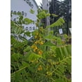 thumbnail image 3 of Wild Senna, 3 of 4