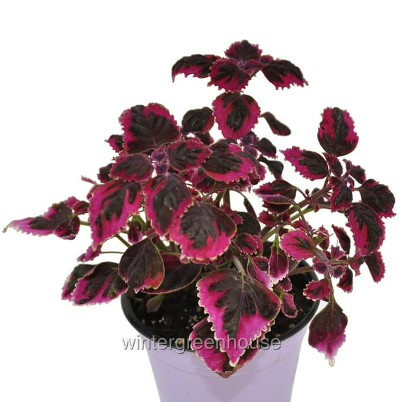 Winter Greenhouse 20" Light Blue Swinging Linda Coleus Live Plants in 3.5" Pots