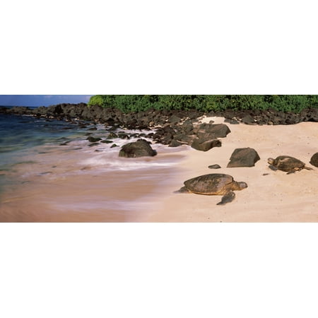 Turtles on the beach Oahu Hawaii USA Stretched Canvas - Panoramic Images (36 x