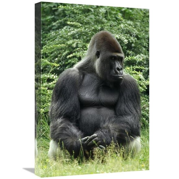 16 x 24 in. Western Lowland Gorilla Male in Rainforest, Africa Art Print - Konrad Wothe