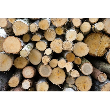 Laminated Poster Wood Brown Firewood Forest Branches Bark Poster