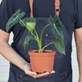 thumbnail image 3 of Alocasia Micholitziana Frydek Live Plant for Indoor | Different Houseplants in 4'' & 6'' Pot | Real House Plant for Living Room, Office, Desk & Bathroom | Green Velvet, 3 of 6