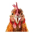 thumbnail image 1 of Strutting Rooster Decals Stickers For Windows Laptops And More, 1 of 7