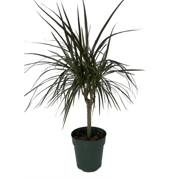 Madagascar Cane Dragon Tree - Dracaena marginata - 6" Pot