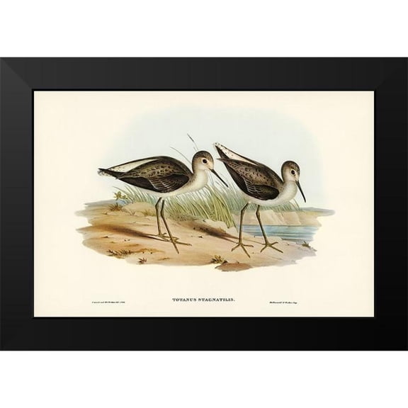 Gould, John 14x11 Black Modern Framed Museum Art Print Titled - Marsh Sandpiper-Totanus stagnatilis