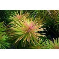 Ludwigia Inclinata "Verticillata White" Size: 1 Pack, Material: Bunch 3-5 Stems Live Aquarium Plants BUY 2 GET 1 FREE