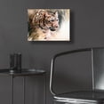 thumbnail image 5 of Epic Art 'Leopard's Lair' by Robert Campbell, Acrylic Glass Wall Art, 16"x12", 5 of 8