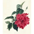 thumbnail image 3 of Unknown 15x17 Black Modern Framed Museum Art Print Titled - Rose Hibiscus I, 3 of 5