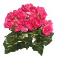 thumbnail image 1 of Hot Pink Begonia Floral Bush - 9.5 in., 1 of 1