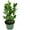 1 Plant, variant on ZZ Plant - Live Plant in a 6 Inch Pot - Zamioculcas Zamiifolia - Beautiful Easy to Grow Air Purifying Indoor Plant