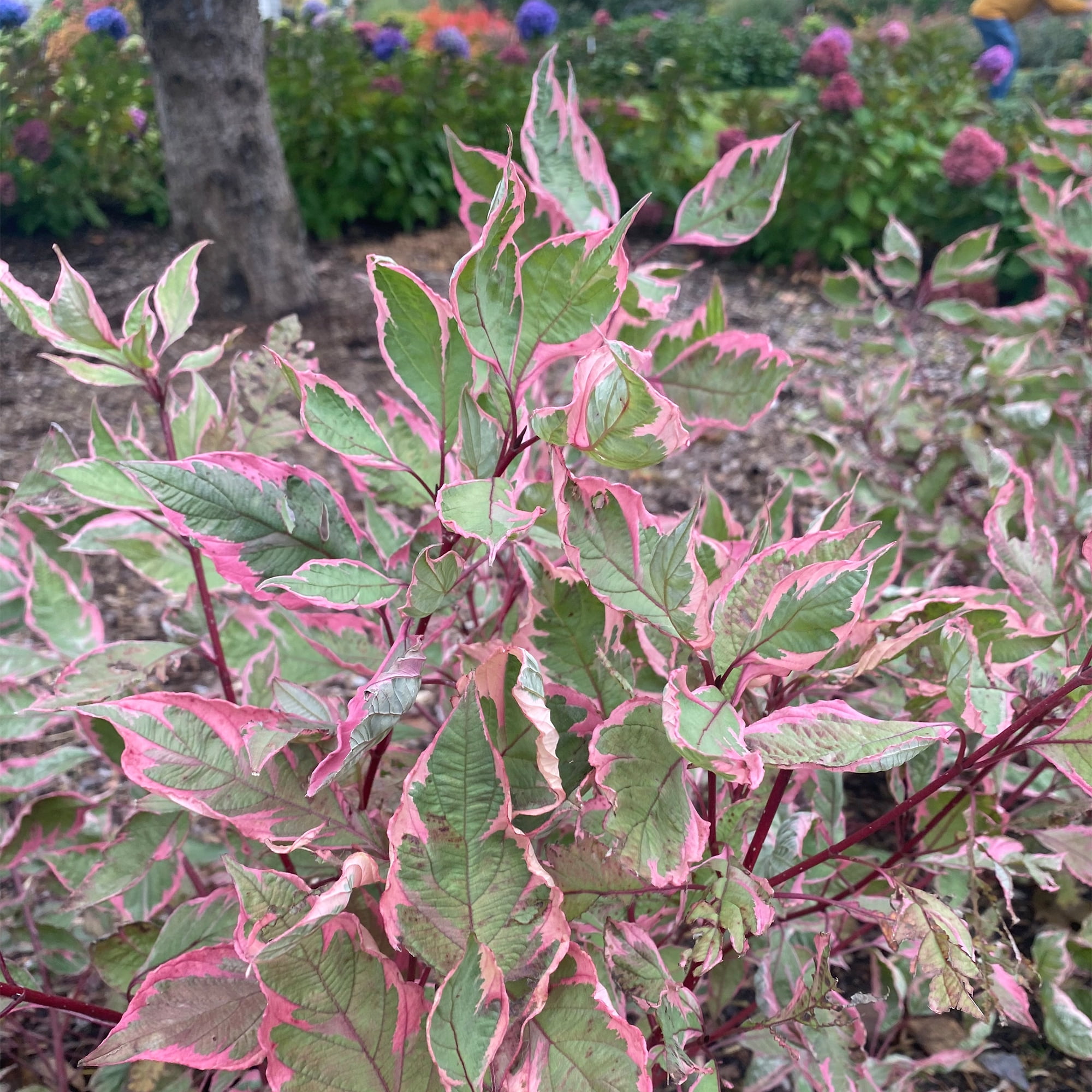 Proven Winners ColorChoice Sgt Pepper Dogwood Live Shrub (2 Gallon)