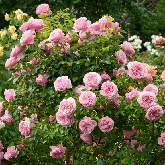 National Plant Network 2.5 in. Rose Pink Crush (3-Pack)